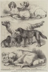 Die Internationale Hundeschau in Islington, Preishunde